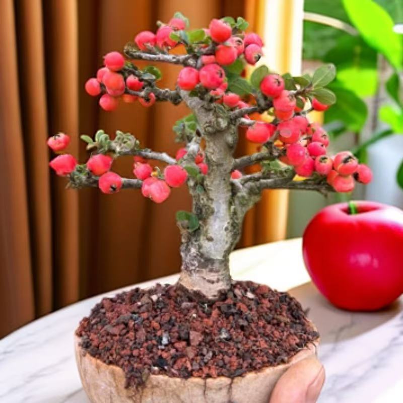 云南栒子云南白花红花栒子