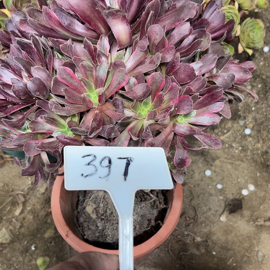 多肉植物赤霞飞法师断支397