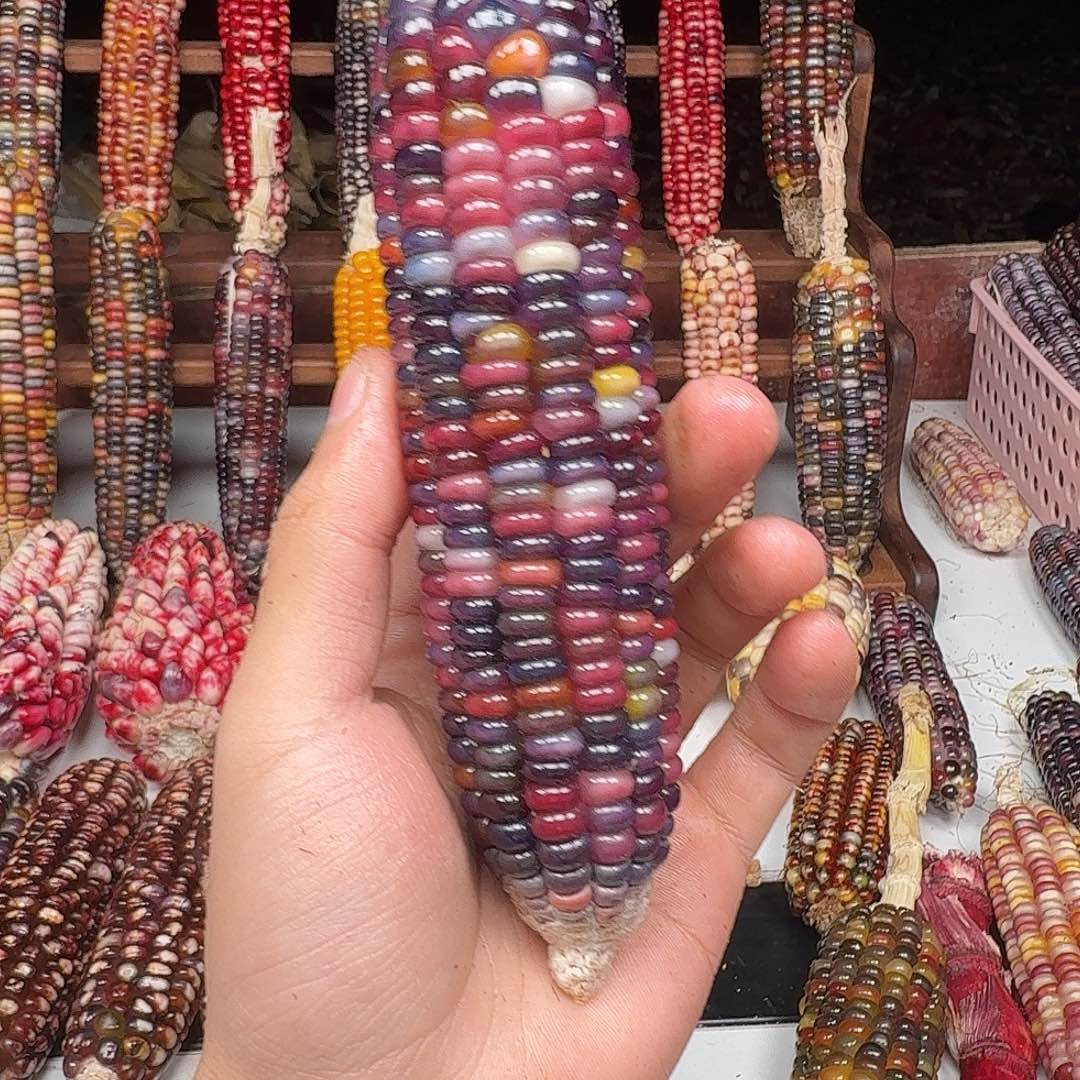 h***i柏香籽/百香籽吊坠