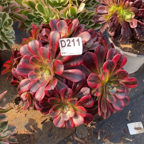 水果糖多肉植物法师不包损