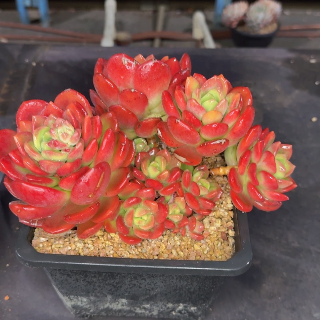 多肉植物的生长发育和生长