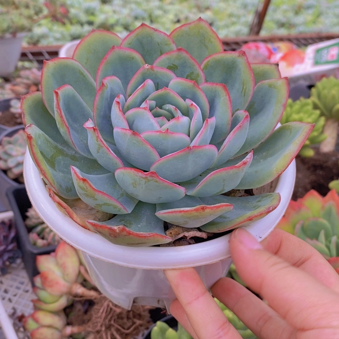 晨露大单头老桩多肉