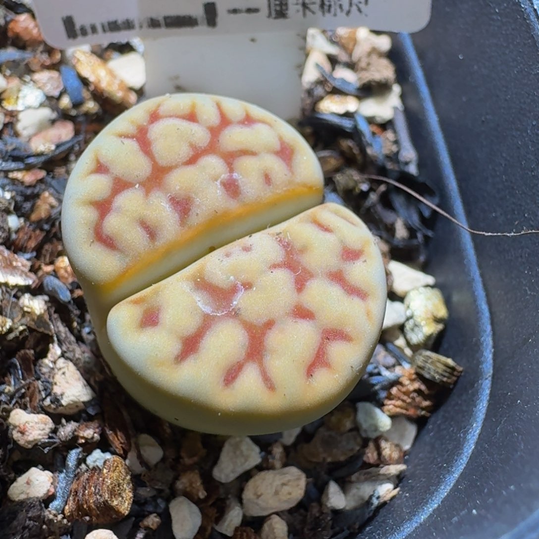 Ssss清货捡漏价252