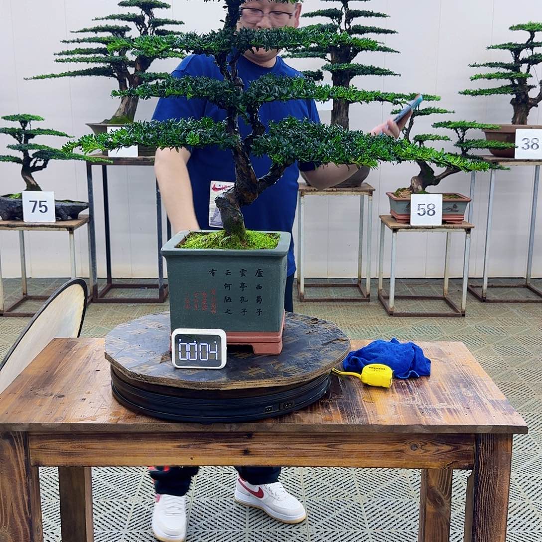 无花朵珍珠罗汉松造型盆景