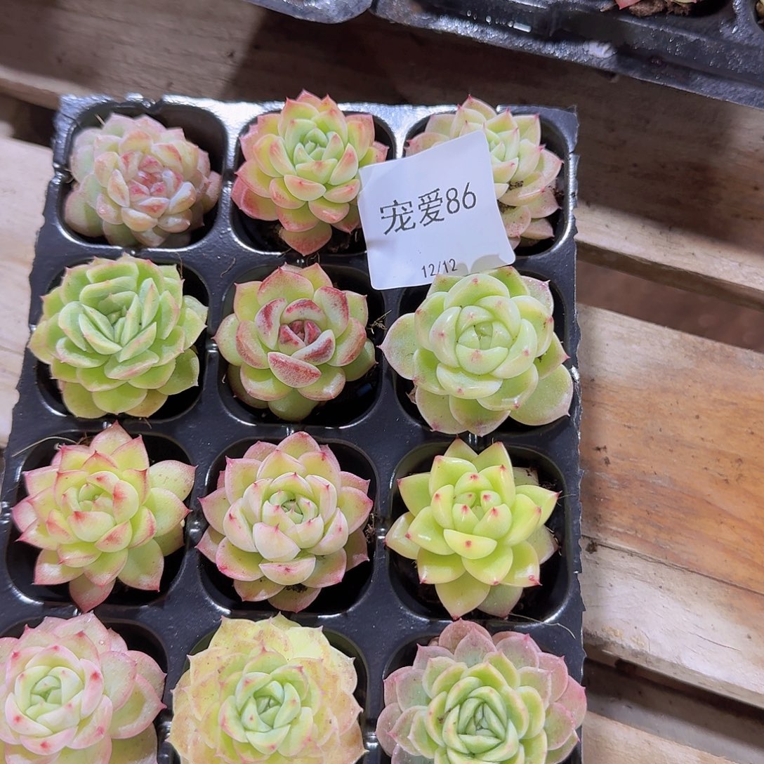 直播福利一物一拍86