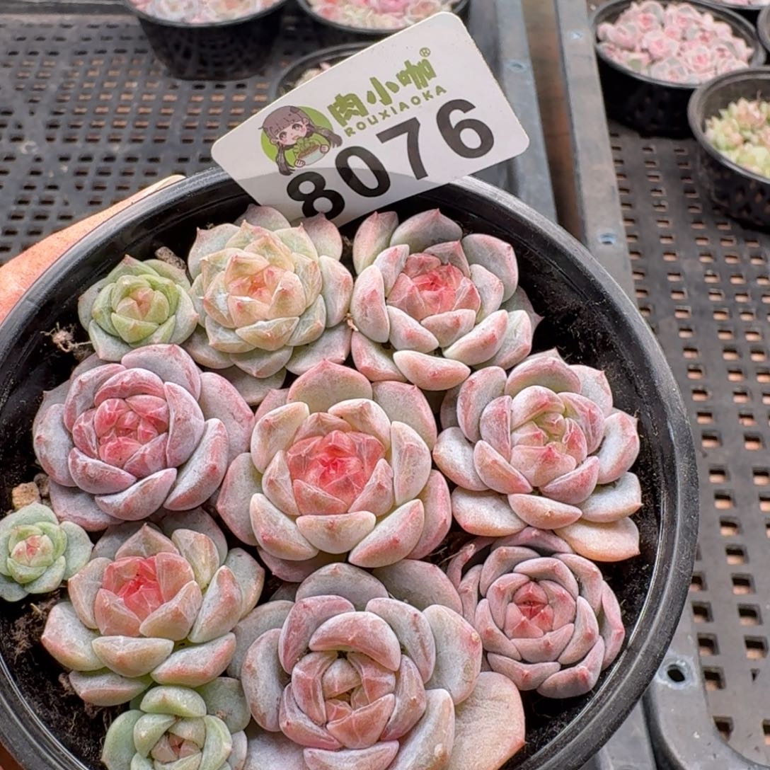 多肉植物多肉植物