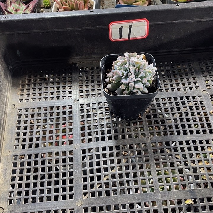 守***敏11号筐带盆土发货