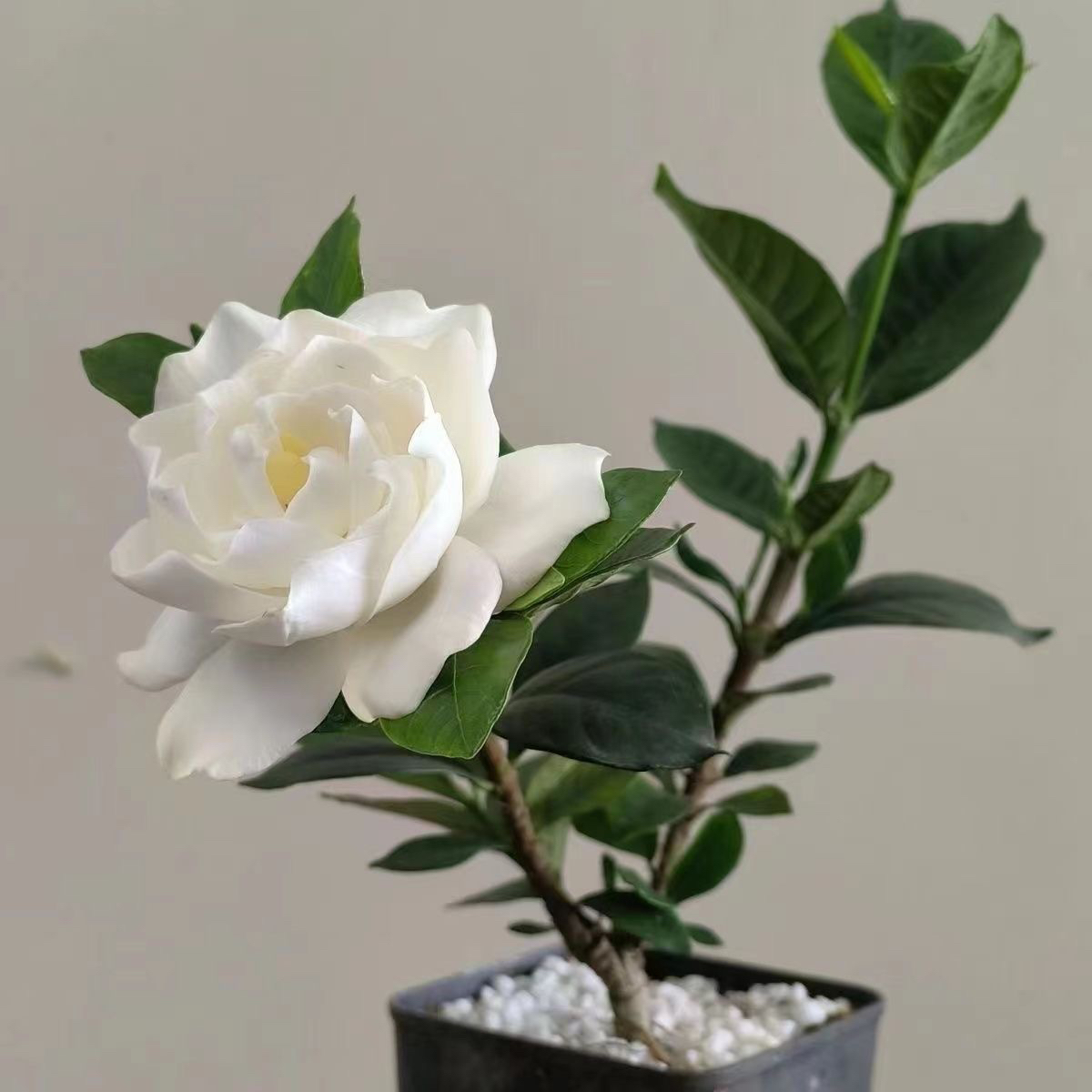 法莲栀子花名贵品种八重咲浓香型