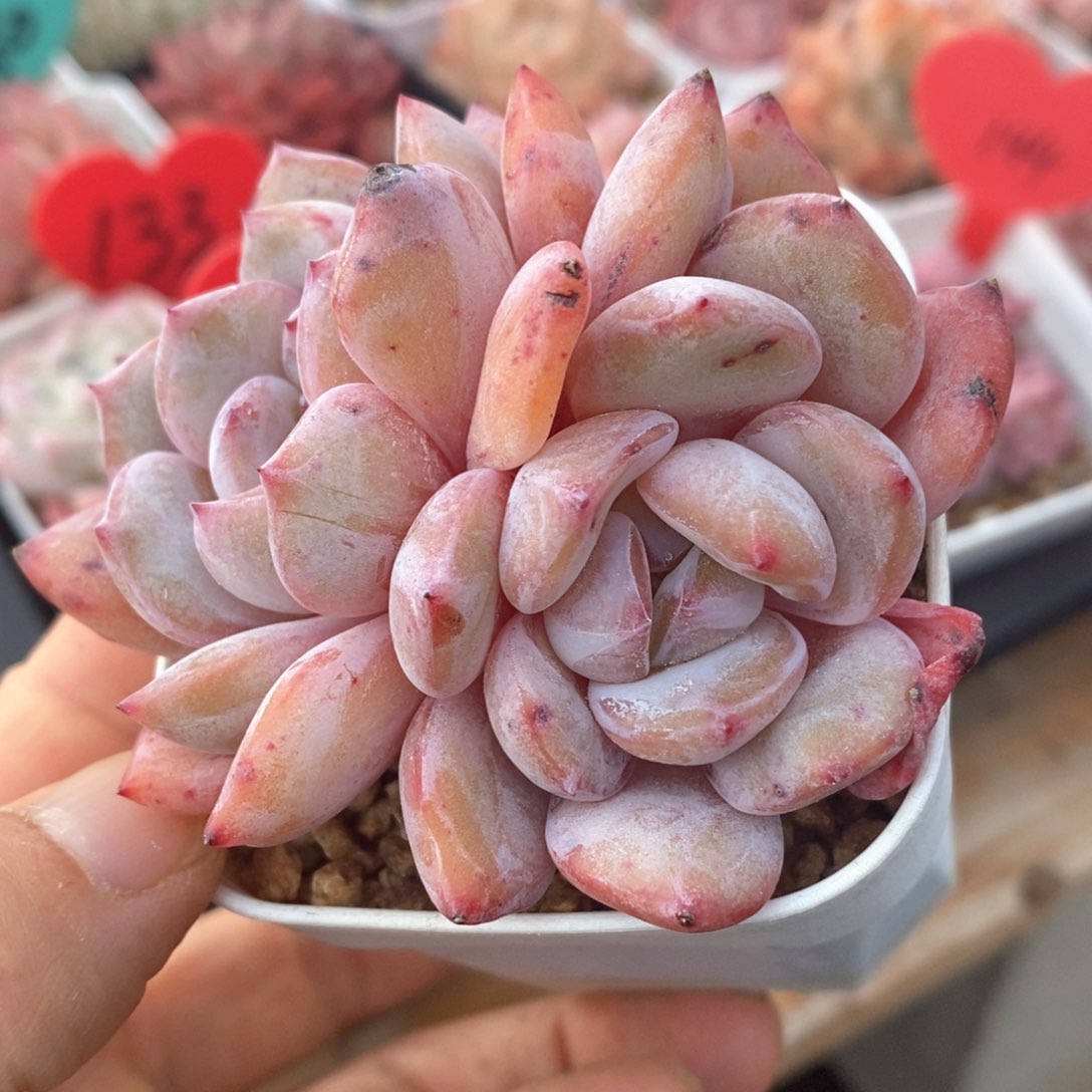 精品多肉一物一拍不包整116