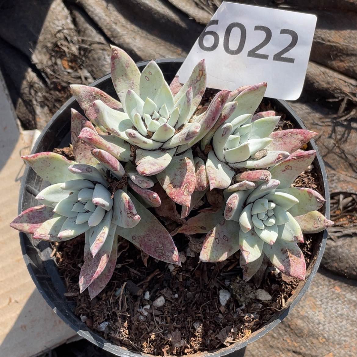 【闪购商品】白菊苹果叶