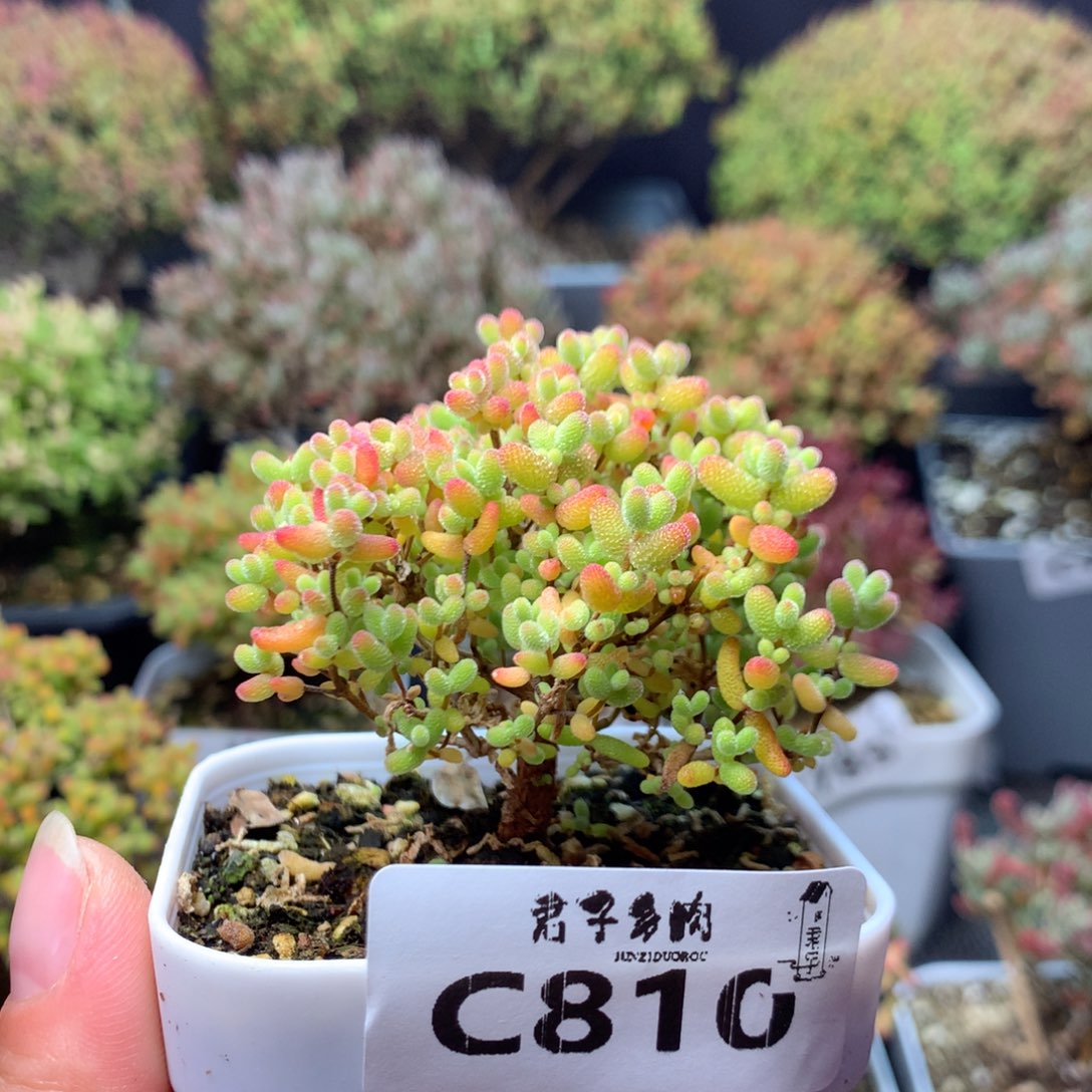 810蜜橘糖球           