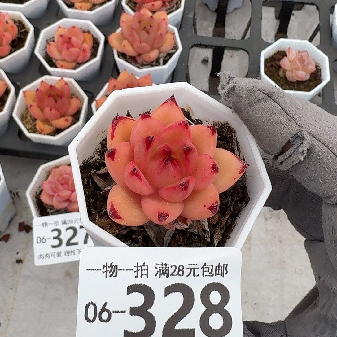 香槟杂无盆土发货无盆土无