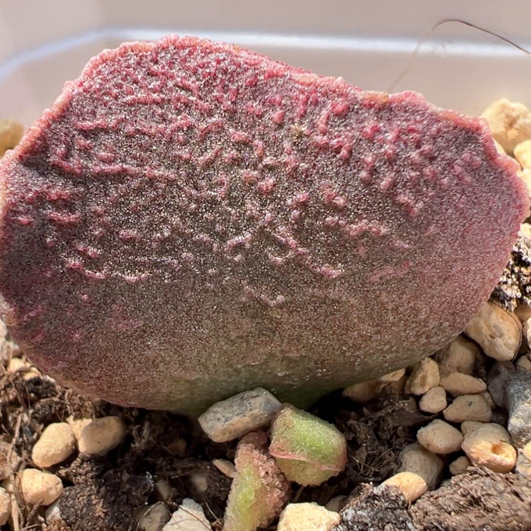 实生新品多肉植物水泡