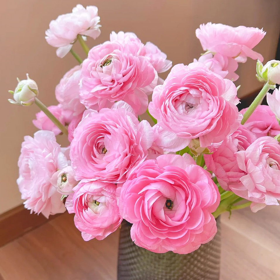 花满忆特价【粉色洋牡丹】1把粉洋牡丹任意满两单顺丰包邮三单送花瓶今天拍明天到次日达