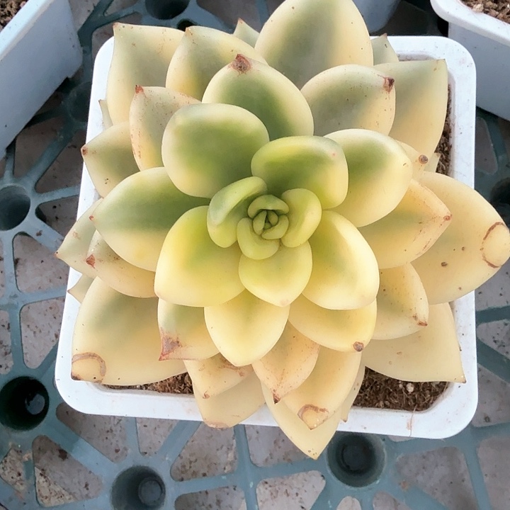 祝之松  锦上园艺一物一拍