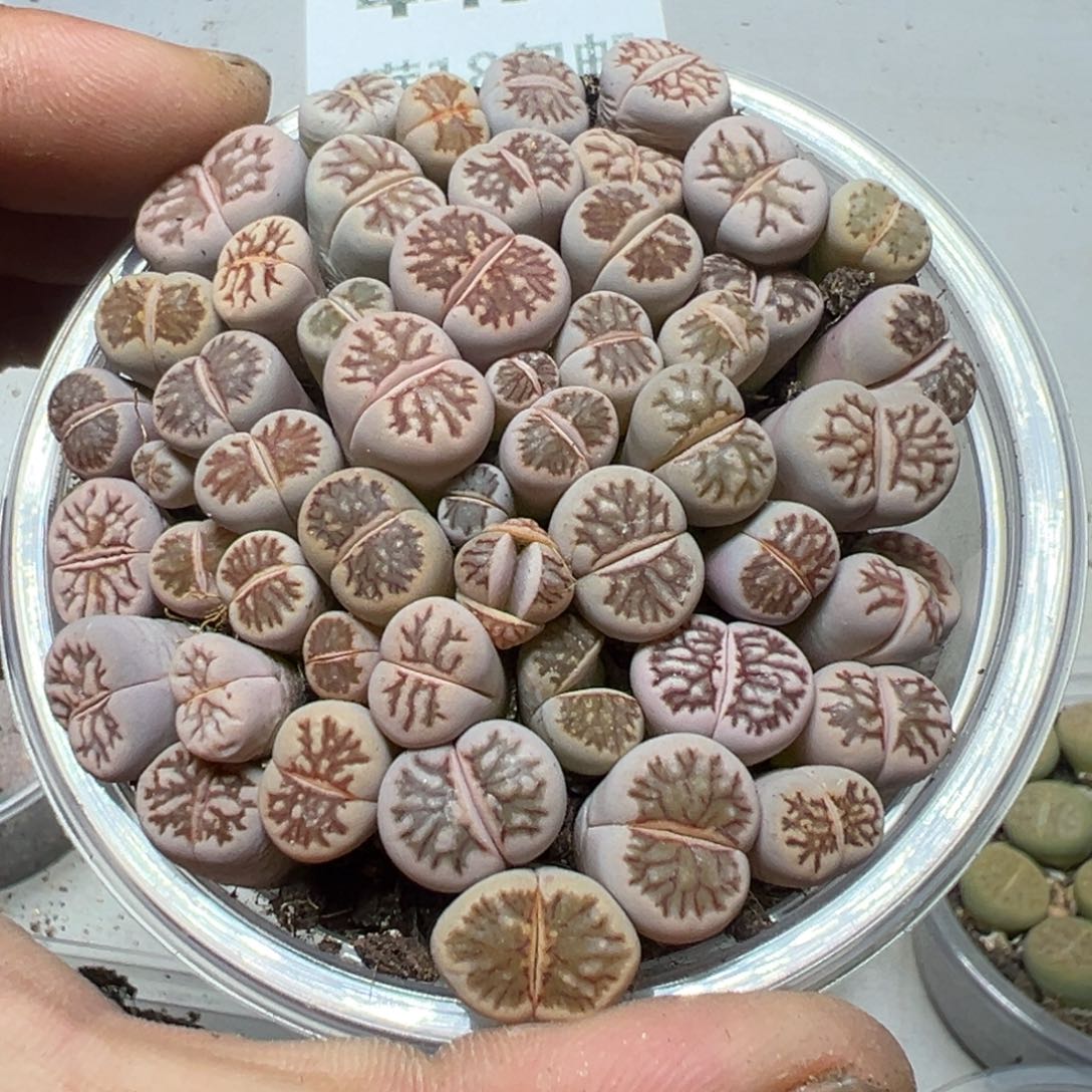 【闪购商品】 449。     