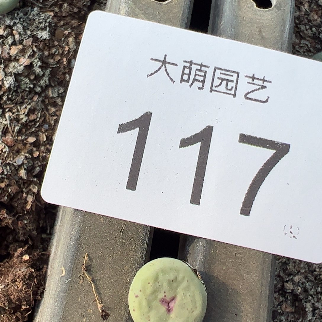 一物一拍               117