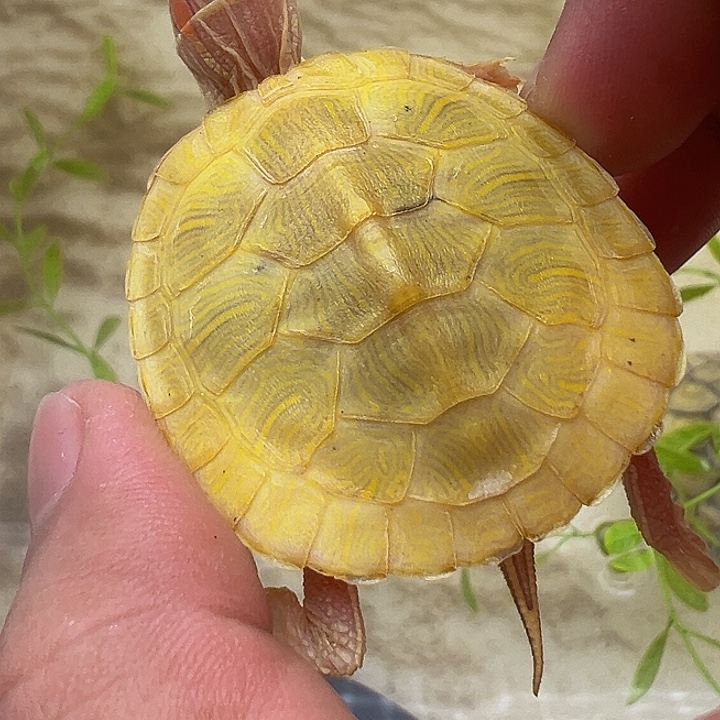 绿毛龟母巴西龟11111