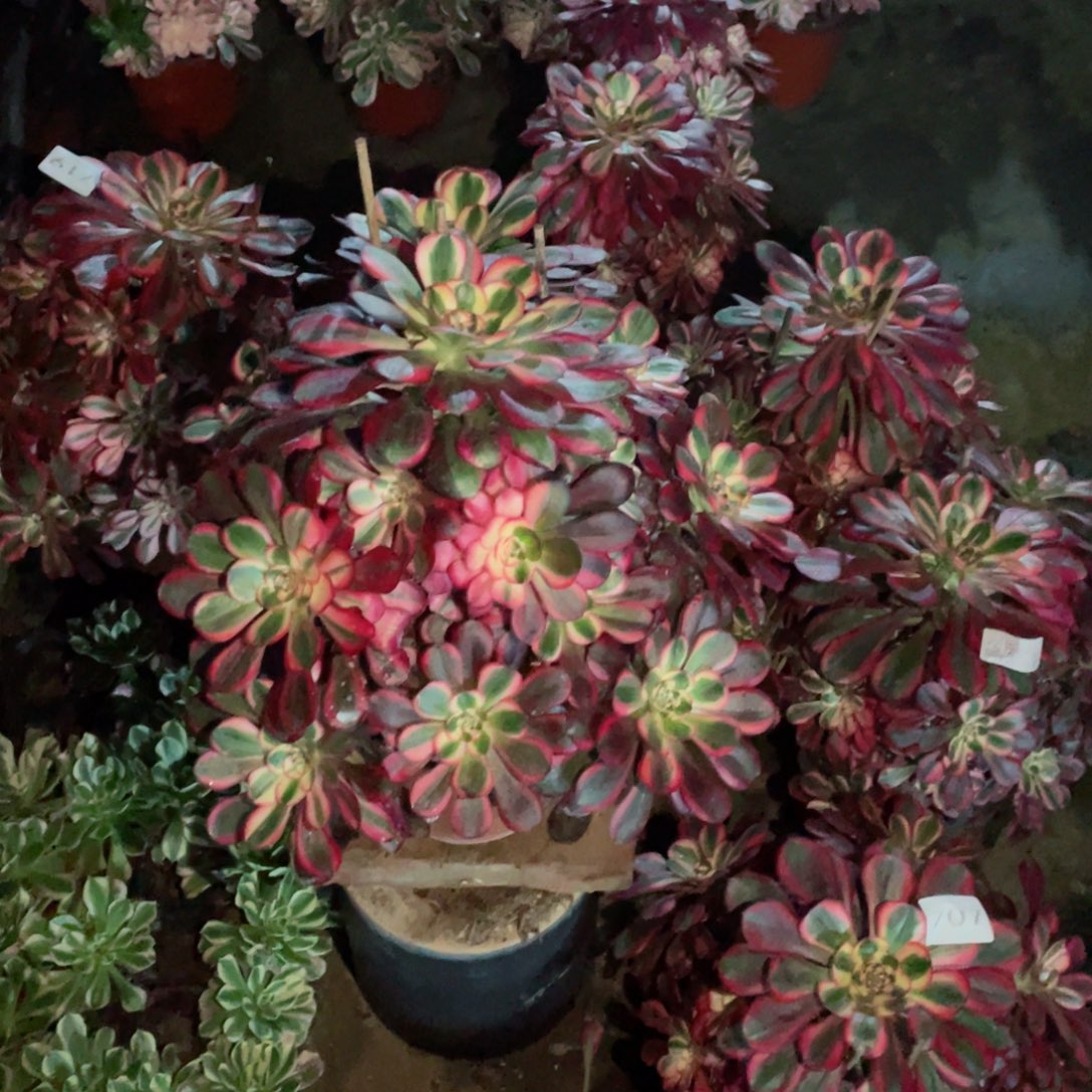 多肉植物丽娜731