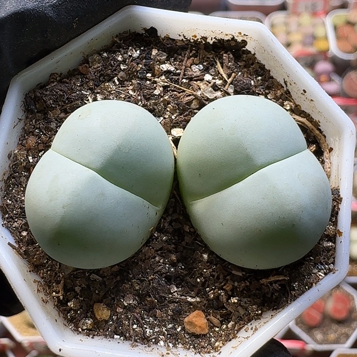 生石花121111。  133