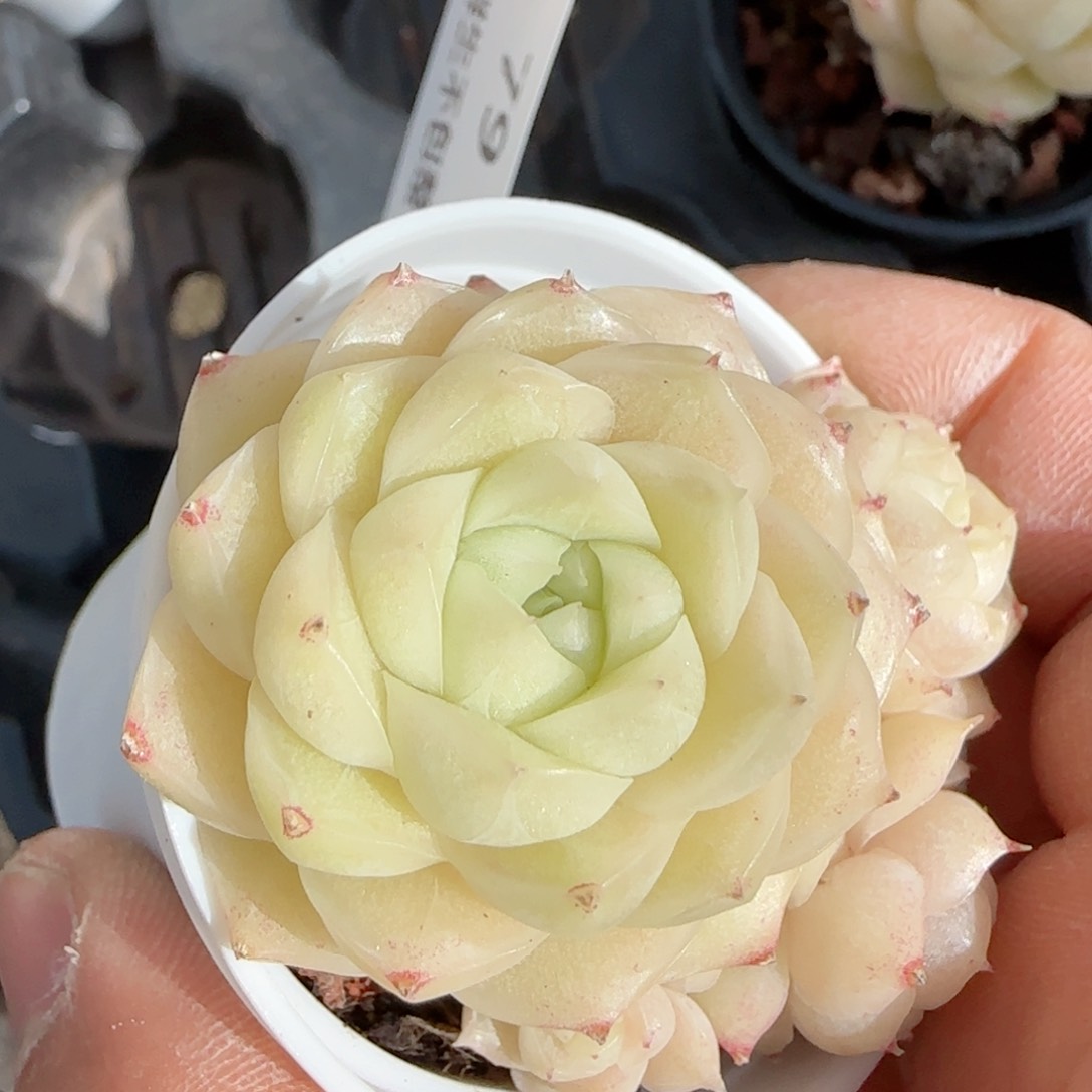 吃*萄【闪购商品】0123-79散的