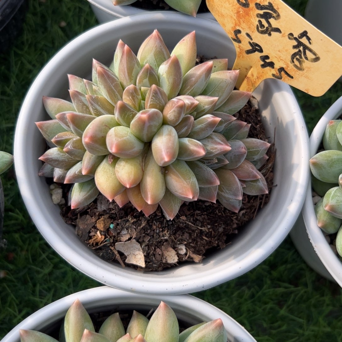 重楼朵朵追多肉植物