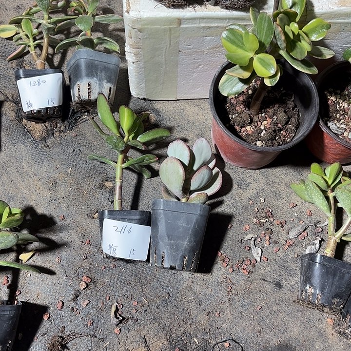 糖***糖当前无花栽培后可以开花韩国紫叶 轮回15