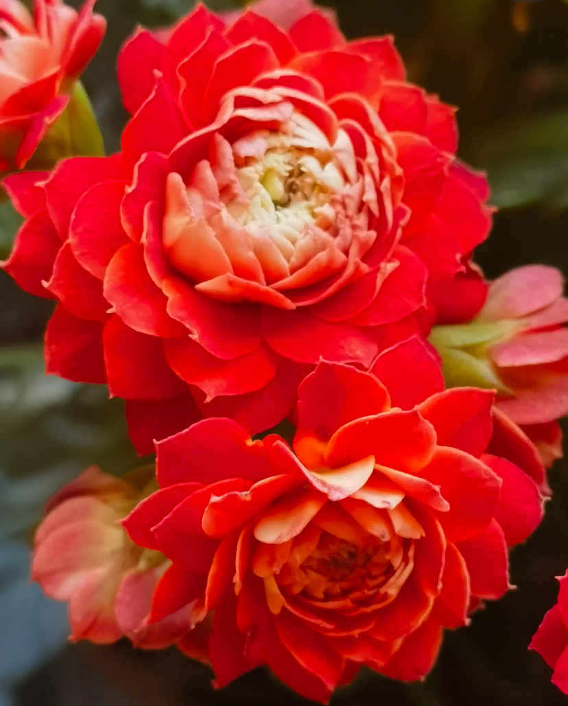 长寿花【红锦鲤】110精美盆栽