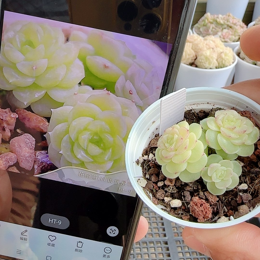 1207-93（ht-9）优选