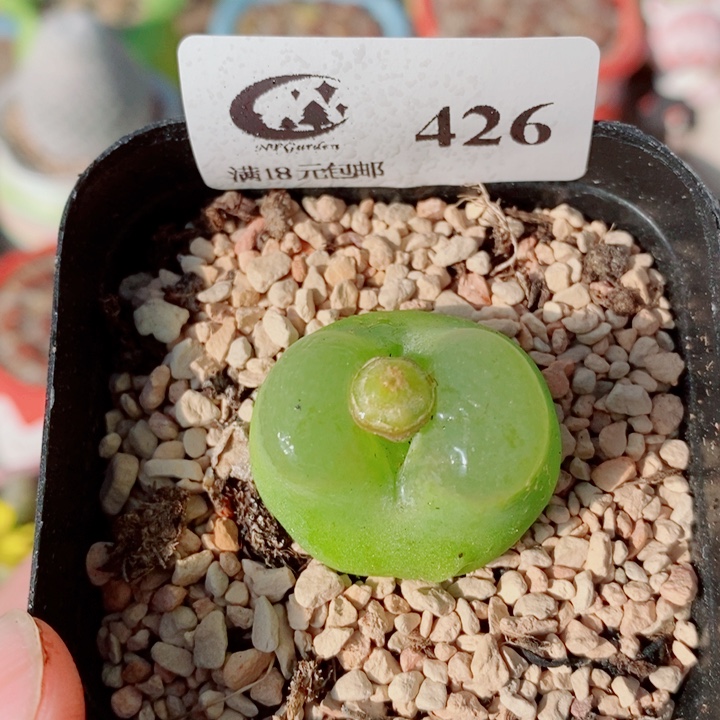 生石花花花花花花426