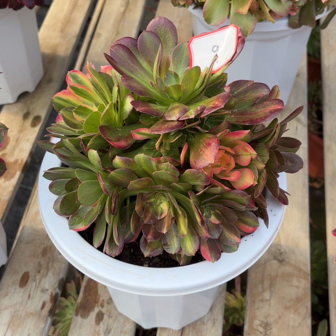 花好月又圆20250314绍修七彩