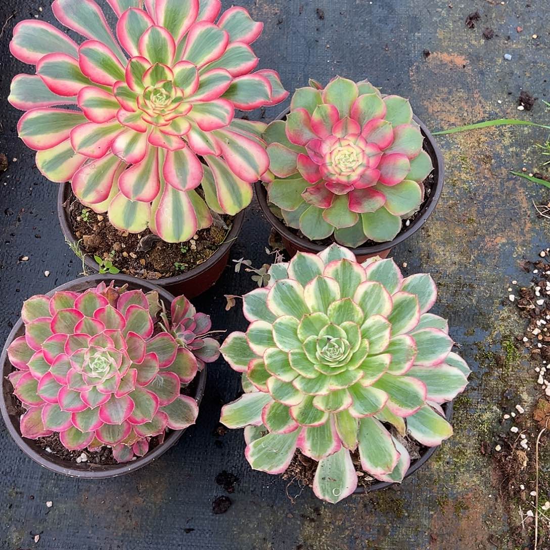 我***兰精品多肉植物组合楼兰