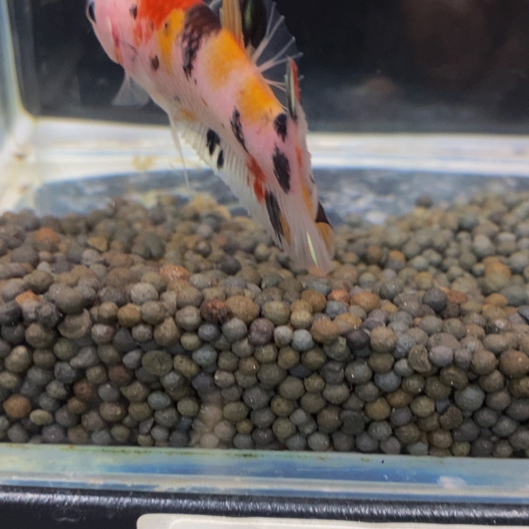 热带鱼公173巨斗