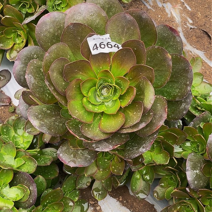 4664美金玫瑰多肉植物