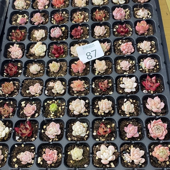 87 多肉植物盆栽花卉
