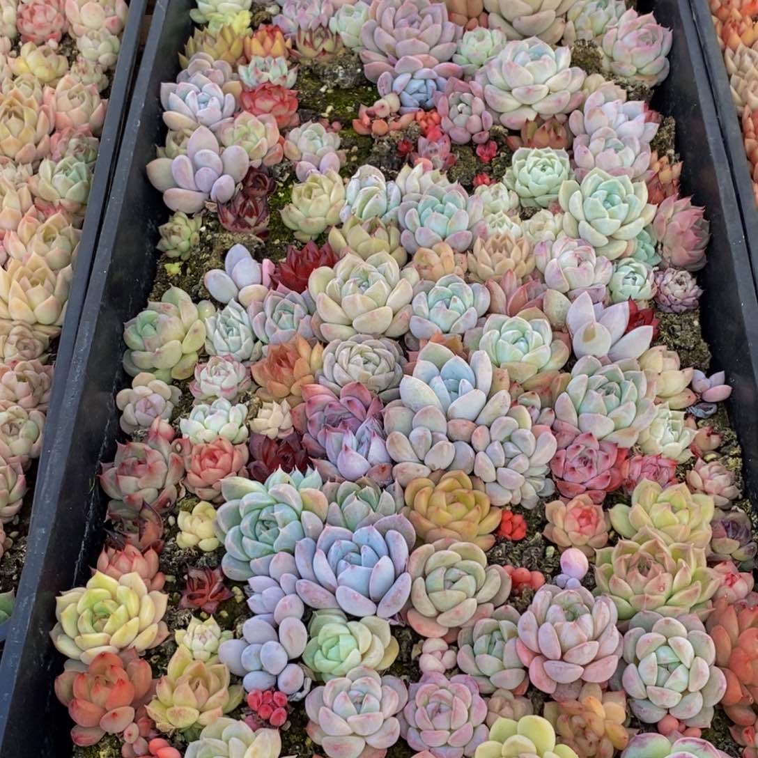 184多肉植物保护研究所所长