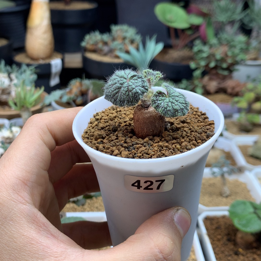 圆叶杨葵母本带盆427