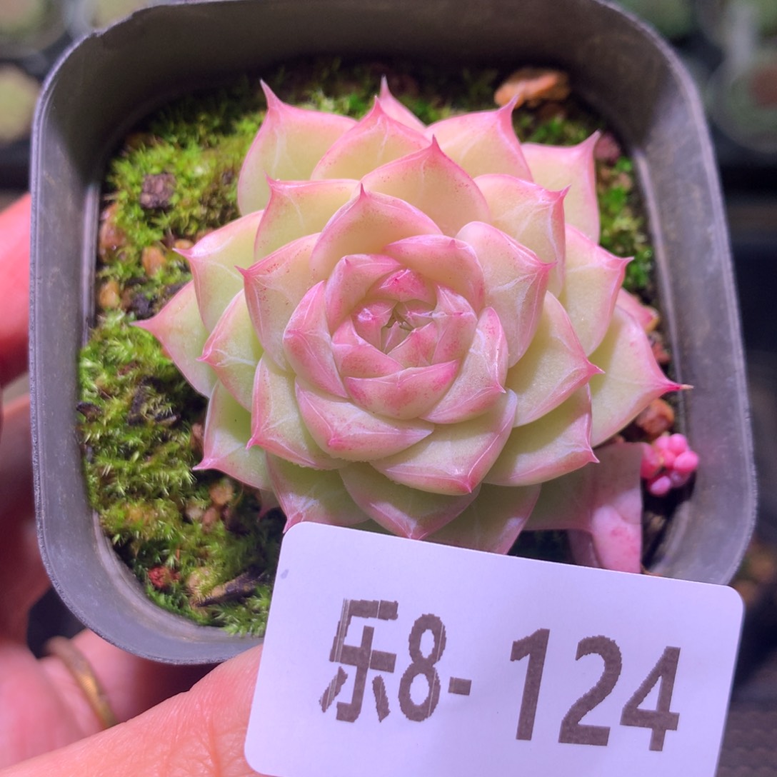 乐然 8-124 麦秆单头 