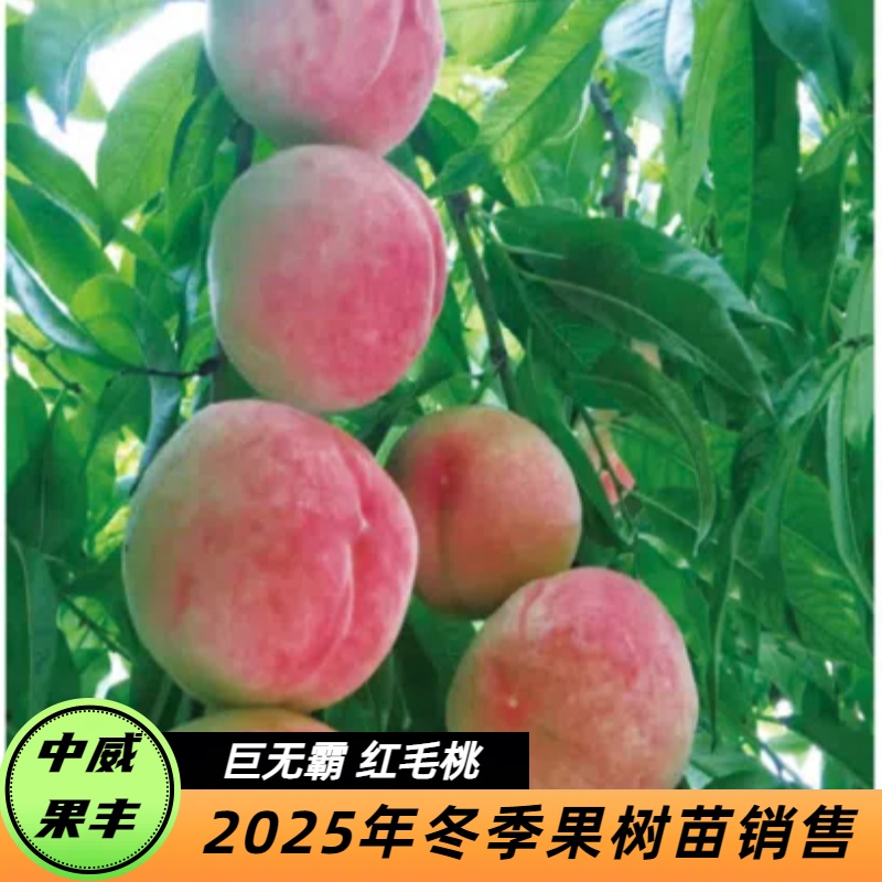 巨无霸红毛桃 8月中旬 果形美观脆甜可口特丰产