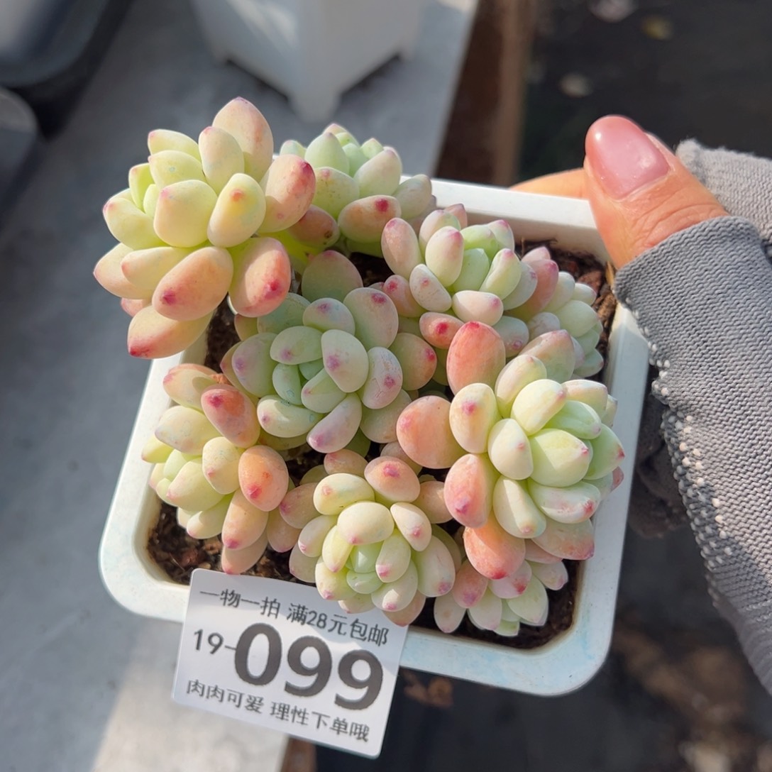 樱花罗绮多肉多肉多肉多肉