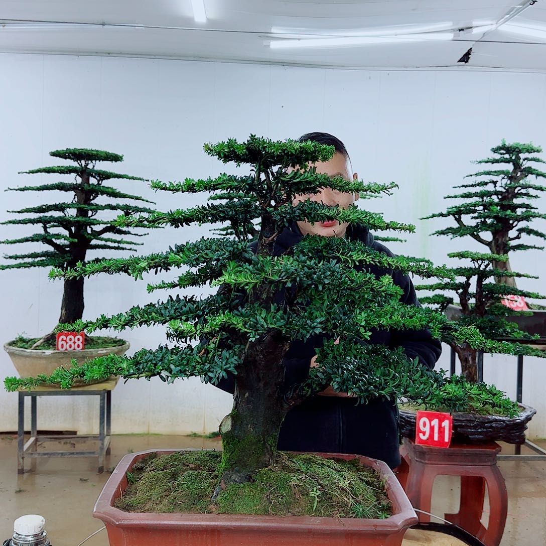 艾***华完全开放盆景园林……