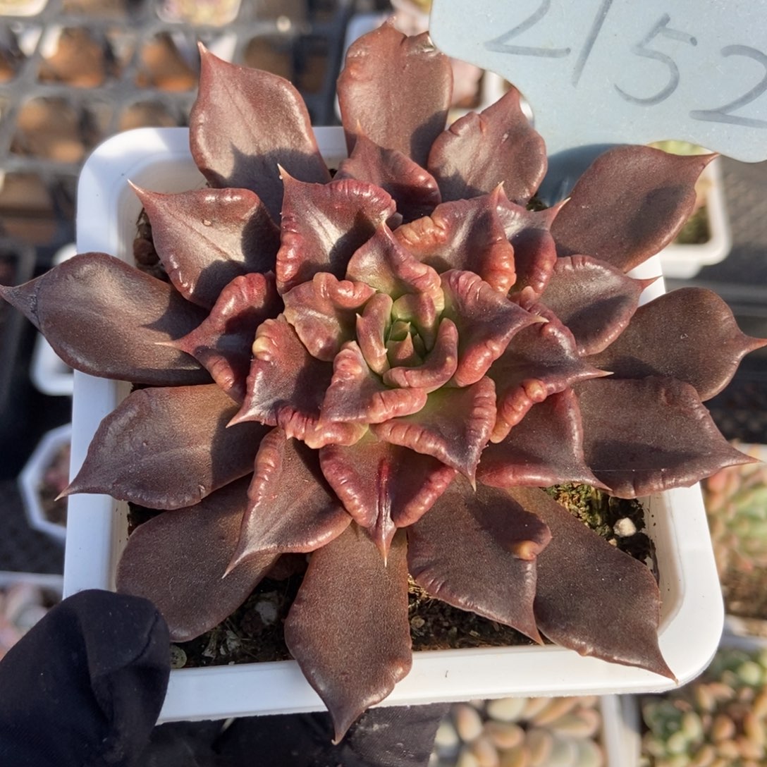 2152黑饺子皮多肉植物