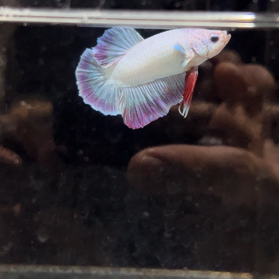 斗鱼33号特别马卡龙将军