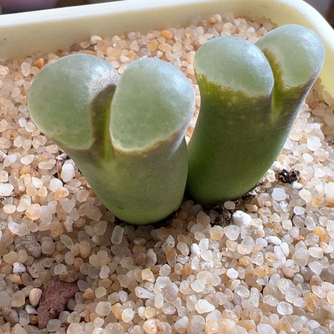 24优选1802.6疑似