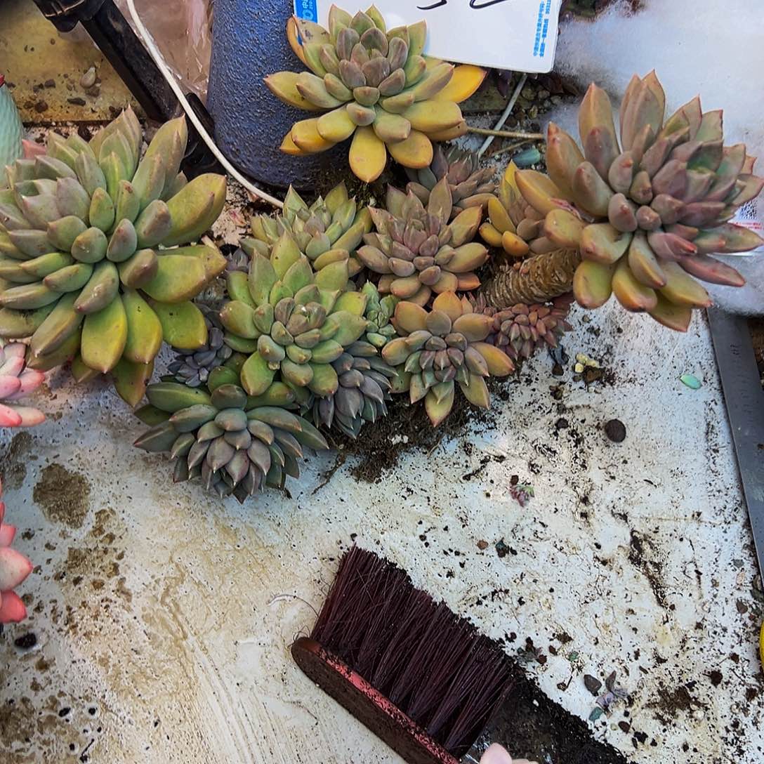 打***死52号一物一拍脱土包邮