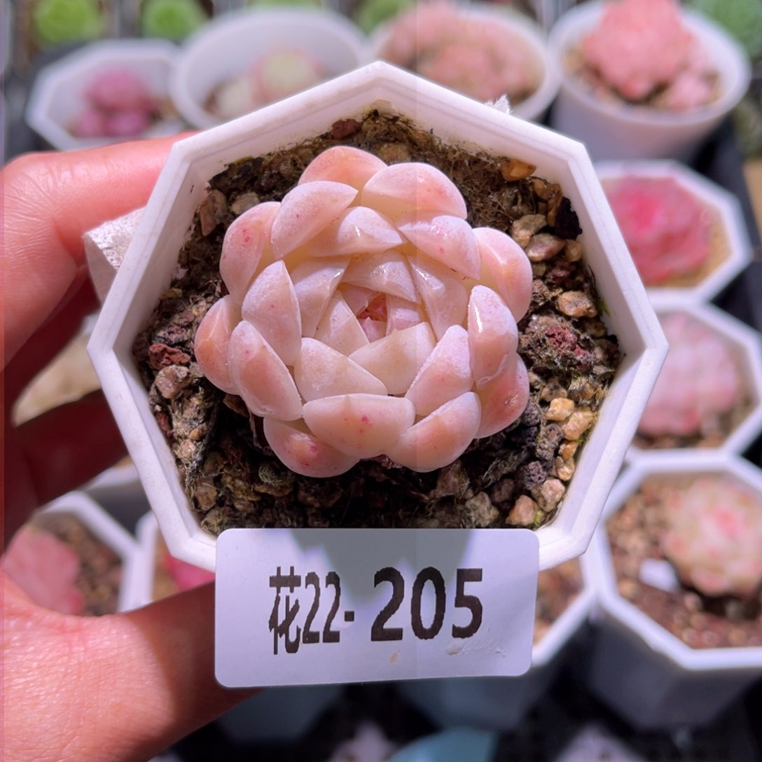 花利美22-205明月心