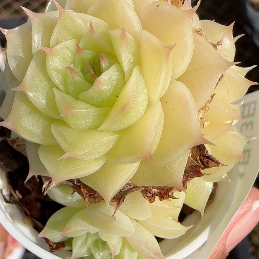 花语逸镜0113-313