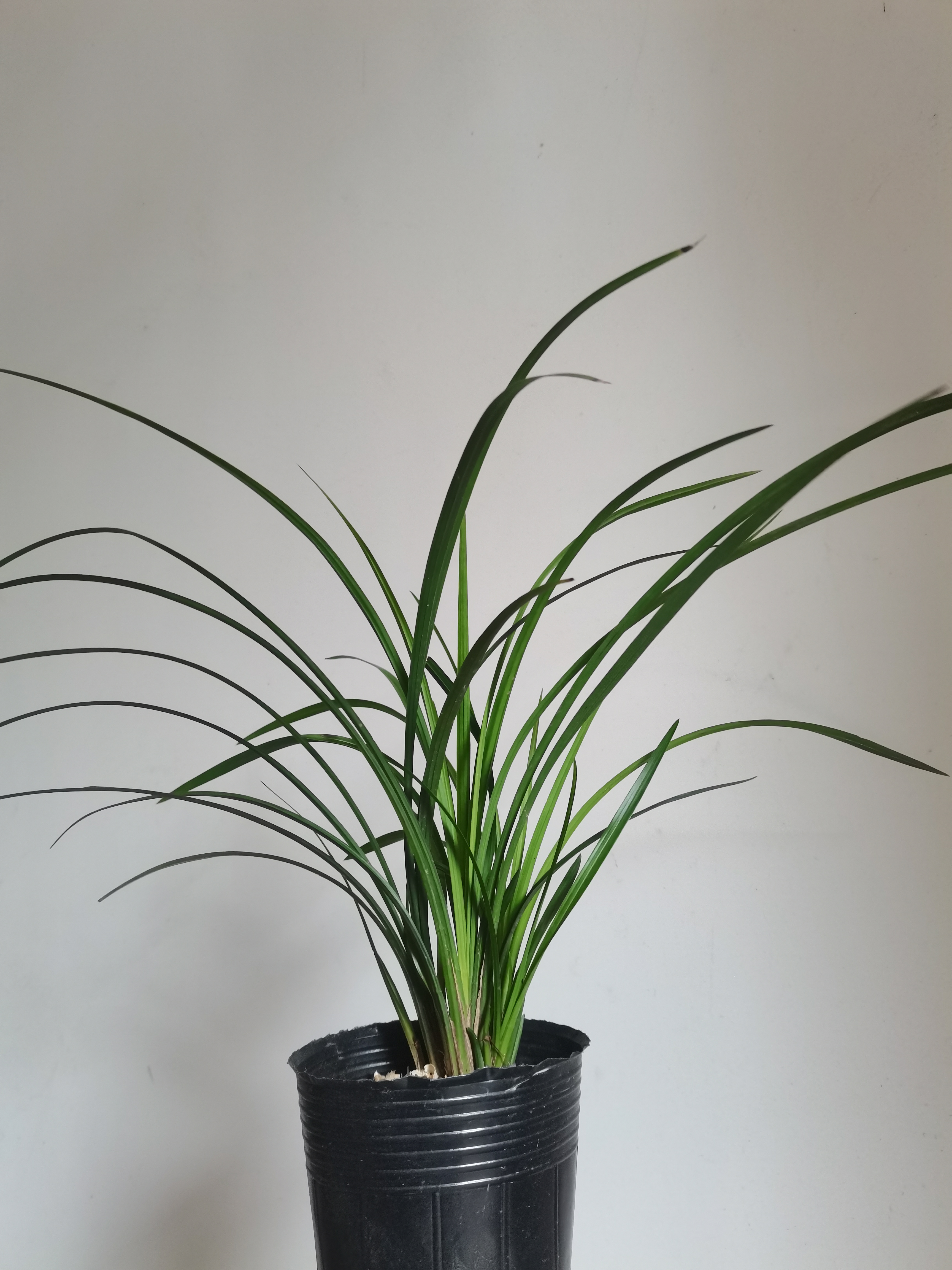 兰花盆栽苗盆栽室内外绿植观叶植物桌面