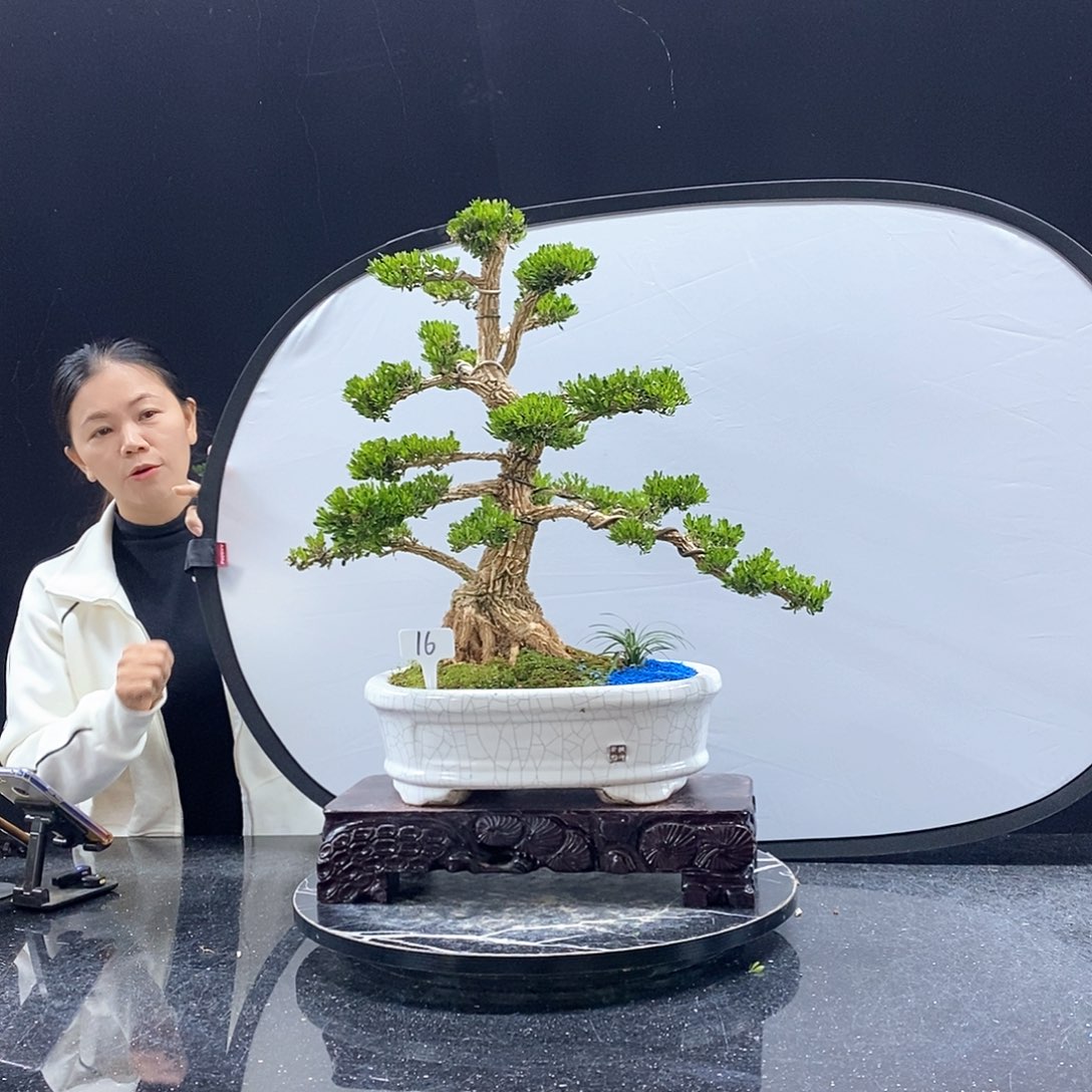 无花朵精品黄杨盆景