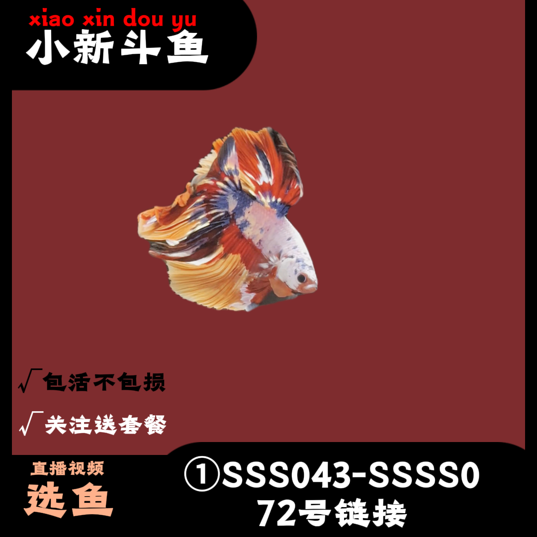 A2浅色系列(040-100）斗鱼直播间半月婚纱好养耐活宠物鱼